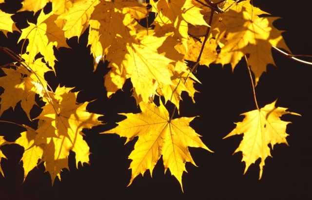 Kleinwalsertal-Herbst